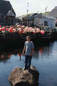 harbour Darrel on rock.jpg (66126 bytes)