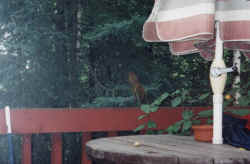 cabin squirrel jumping off table.jpg (68709 bytes)