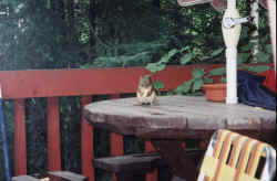 cabin squirrel on table.jpg (74776 bytes)